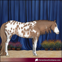 Horse Color:Liver Red Dun Sabino Appaloosa 