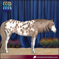 Horse Color:Liver Red Dun Sabino Appaloosa 