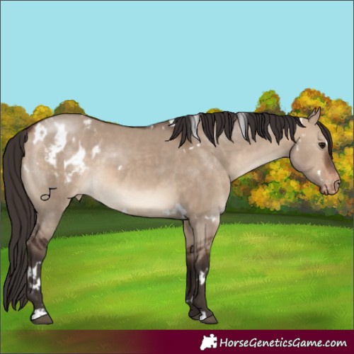 Horse Color:White Spotted Bay Dun Appaloosa