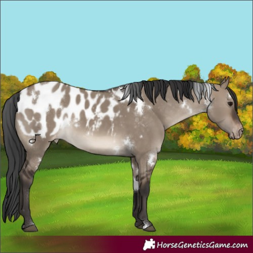 Horse Color:White Spotted Brown Dun Appaloosa 