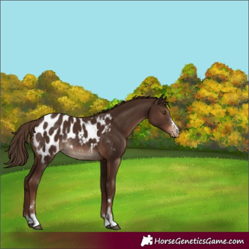 Horse Color:Liver Chestnut Appaloosa Rabicano 