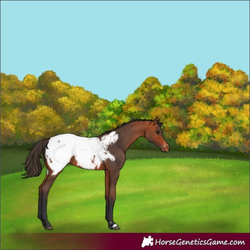 Horse Color:Bay Appaloosa  and Bay Appaloosa 