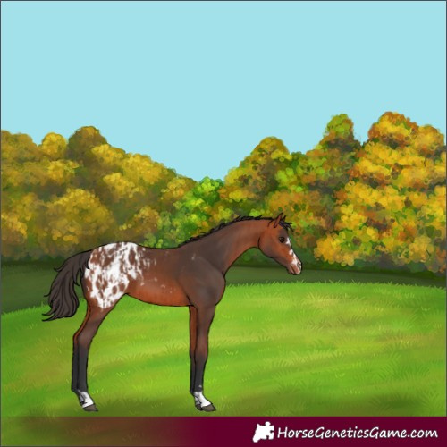 Horse Color:Bay Appaloosa  and Bay Appaloosa 
