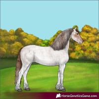 Horse Color:White Spotted Red Roan
