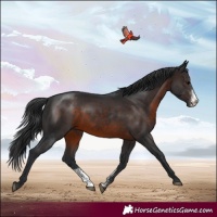 Horse Color:Brown Sabino