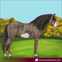 Horse Color:Black Frame and Classic Champagne Frame
