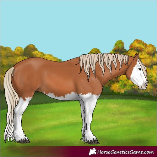 Horse Color:Unknown 