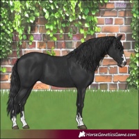 Horse Color:Black and Black