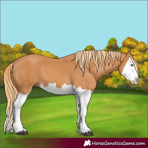 Horse Color:Unknown 