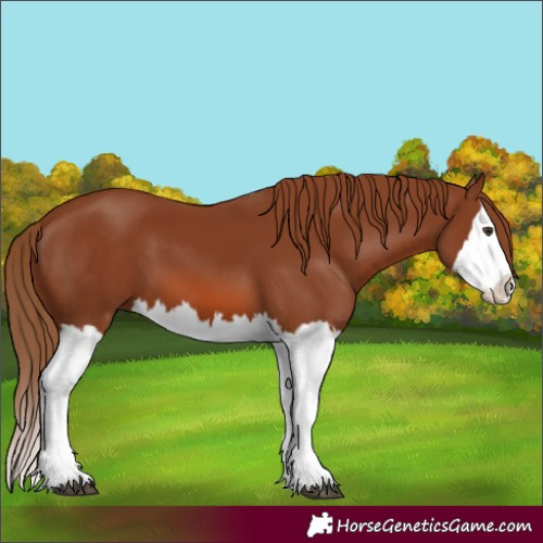 Horse Color:Chestnut Splash