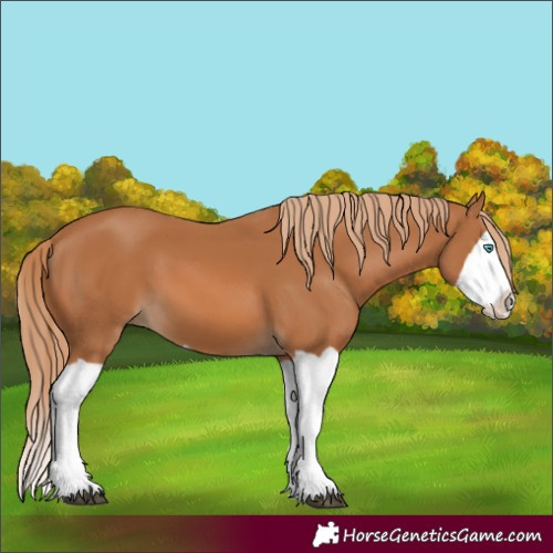 Horse Color:Unknown 