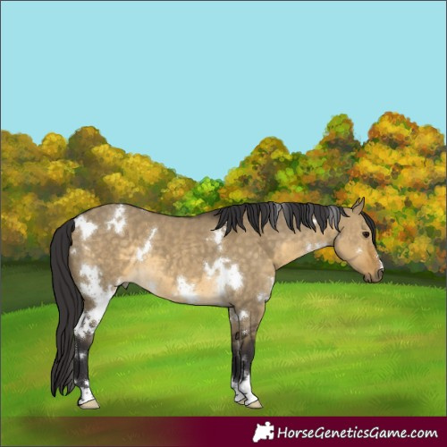Horse Color:White Spotted Buckskin Dun 