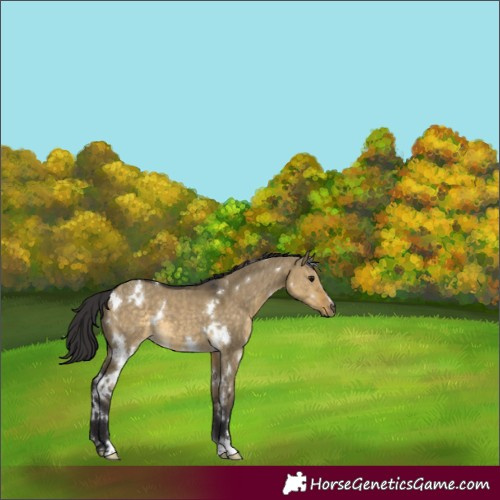 Horse Color:White Spotted Buckskin Dun 