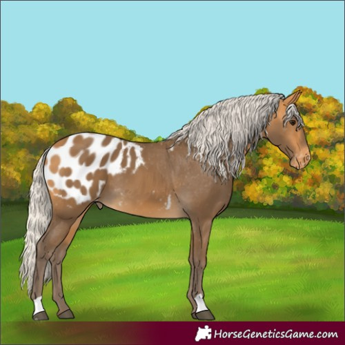 Horse Color:Silver Buckskin Appaloosa 