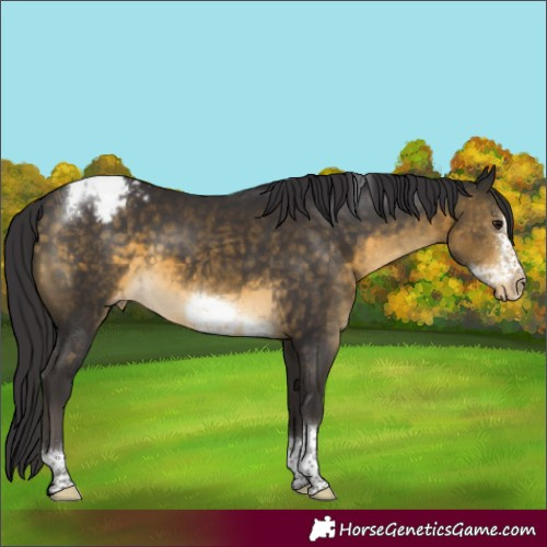 Horse Color:Buckskin Sabino Tobiano Frame Appaloosa Rabicano 