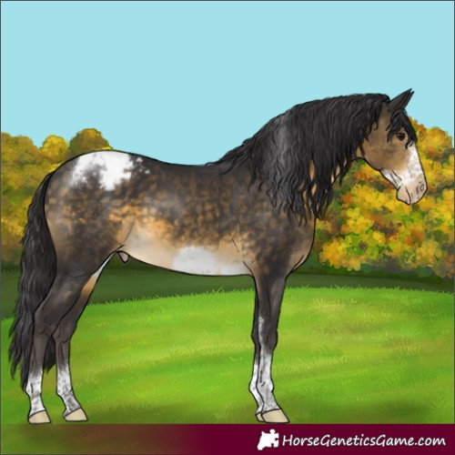 Horse Color:Buckskin Sabino Tobiano Frame Appaloosa Rabicano