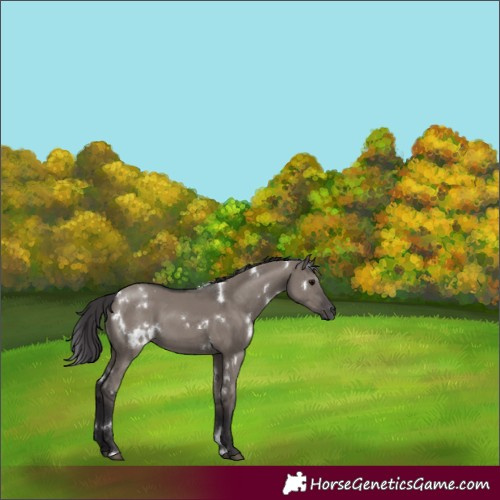 Horse Color:White Spotted Smoky Grullo 