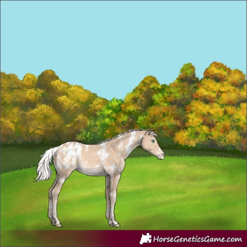 Horse Color:White Spotted Cremello Appaloosa Rabicano 
