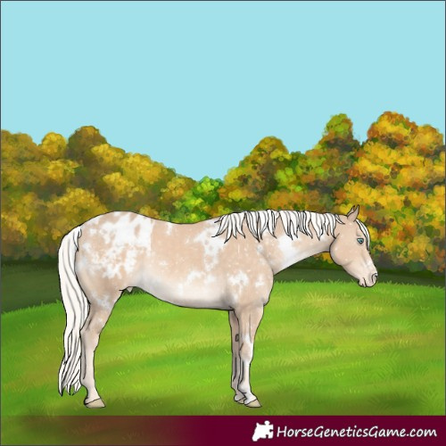 Horse Color:White Spotted Cremello Appaloosa Rabicano 