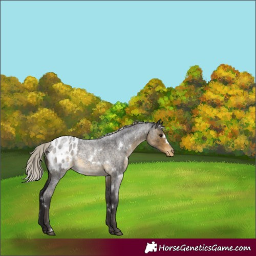 Horse Color:White Spotted Silver Buckskin Roan Appaloosa Rabicano 