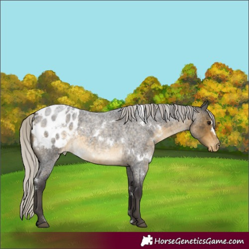 Horse Color:White Spotted Silver Buckskin Roan Appaloosa Rabicano
