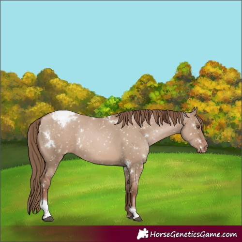 Horse Color:White Spotted Grullo Pearl Tobiano Appaloosa Rabicano 