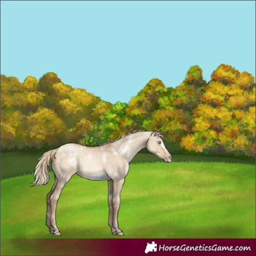 Horse Color:White Spotted Chocolate Palomino Pearl Dun Frame 