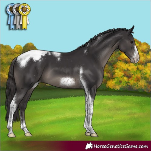 Horse Color:Smoky Black Tobiano Frame Appaloosa 