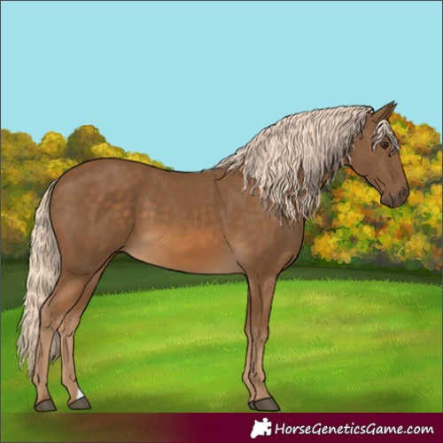 Horse Color:Chocolate Palomino 