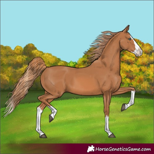 Horse Color:Chestnut Splash 