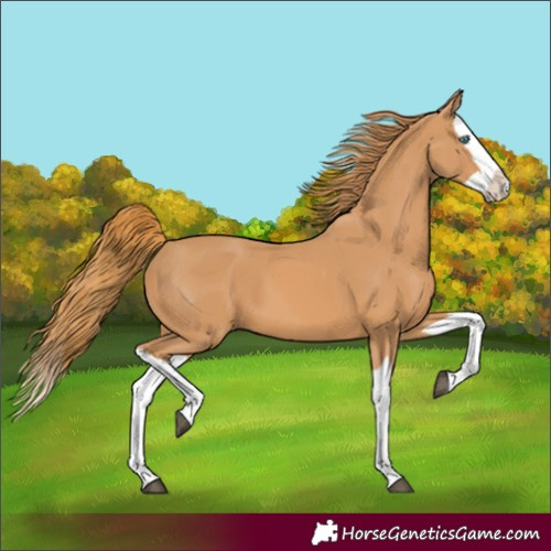 Horse Color:Chestnut Splash 
