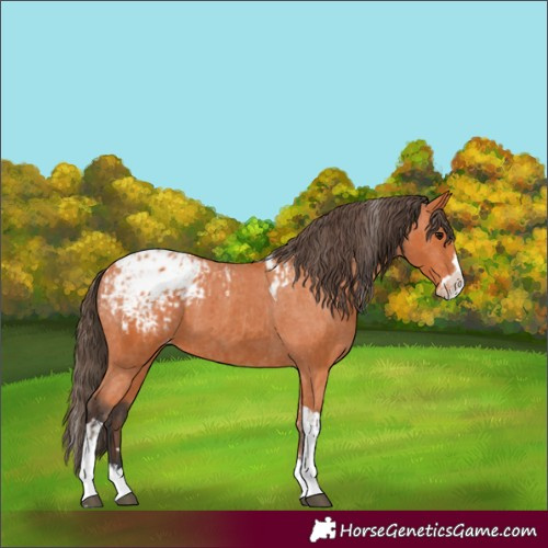 Horse Color:Bay Splash Tobiano Appaloosa  and Bay Splash Tobiano Appaloosa 
