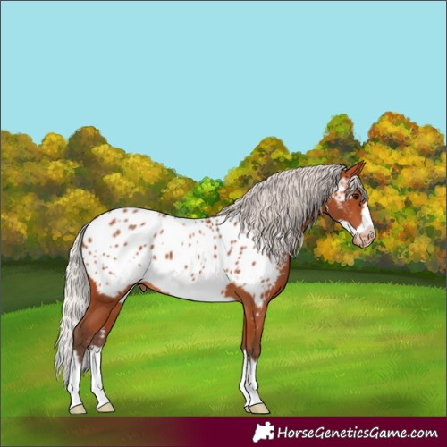 Horse Color:Silver Bay Splash Frame Appaloosa 
