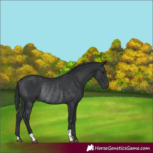 Horse Color:Black Rabicano 