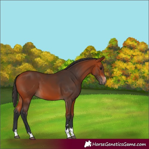 Horse Color:Bay 