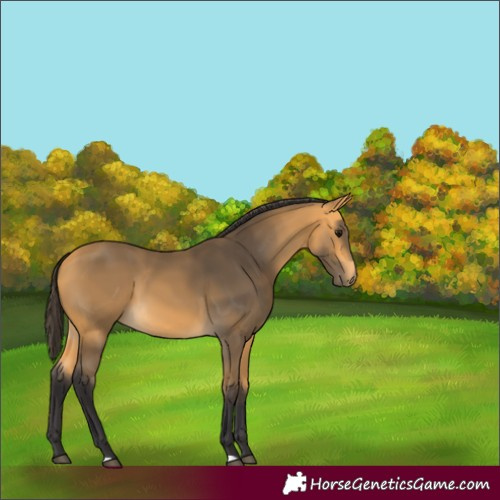 Horse Color:Buckskin 