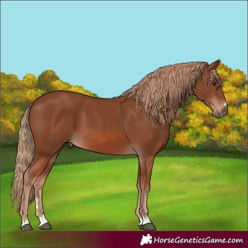 Horse Color:Chestnut 