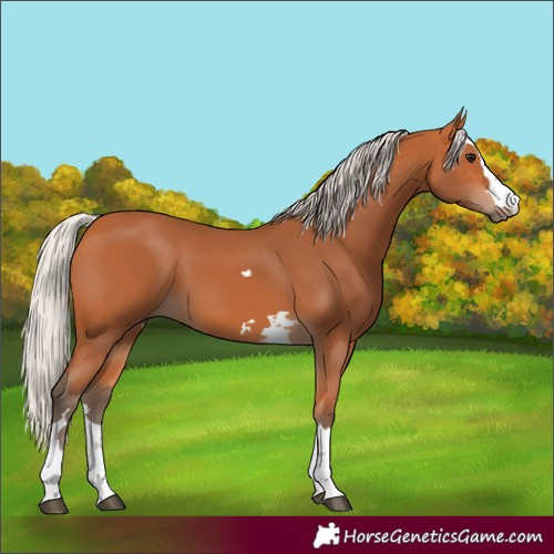 Horse Color:Unknown 