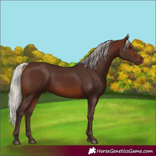 Horse Color:Unknown 