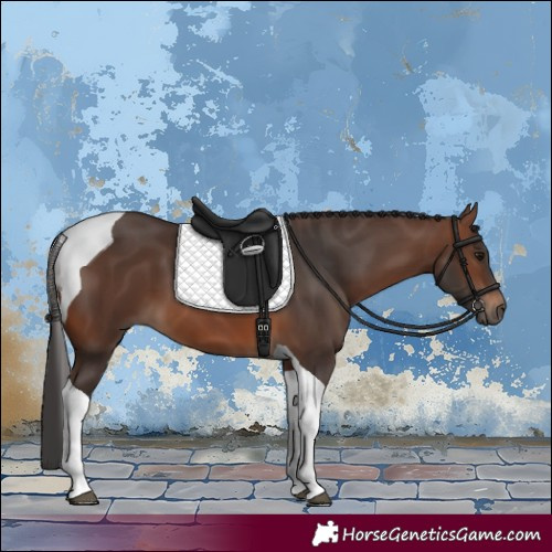 Horse Color:Brown Tobiano