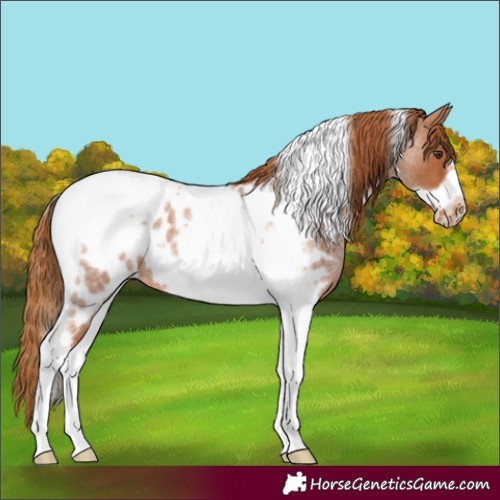 Horse Color:Red Roan Tobiano Frame Appaloosa