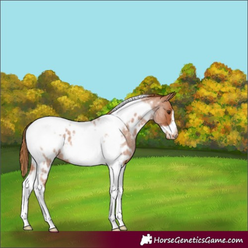 Horse Color:Red Roan Tobiano Frame Appaloosa 