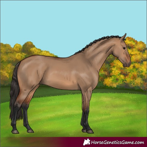 Horse Color:Unknown 