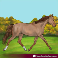 Horse Color:Red Dun Rabicano 