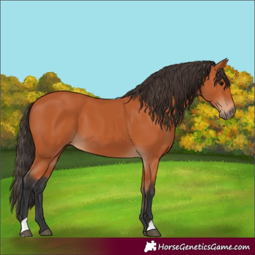 Horse Color:Bay 