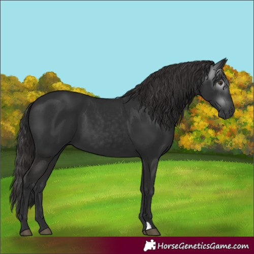 Horse Color:Gray Liver Chestnut 