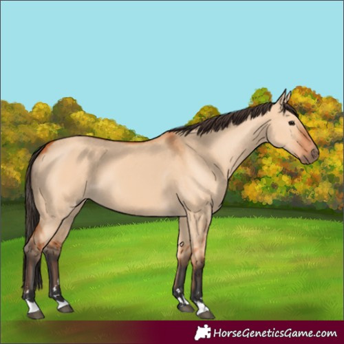 Horse Color:Unknown 