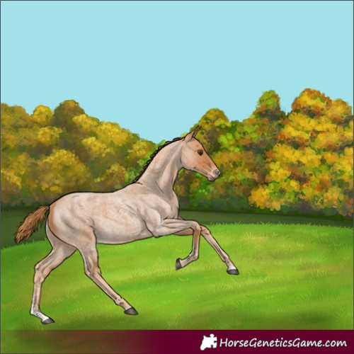 Horse Color:Red Roan 