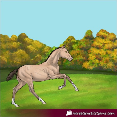 Horse Color:Amber Champagne 