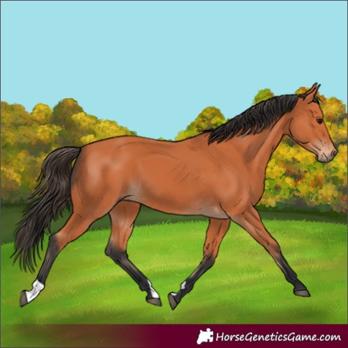 Horse Color:Bay 